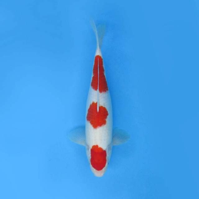 KOHAKU F1 _SNOW WHITE GOOD QUALITY