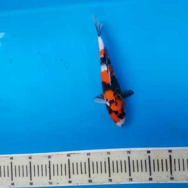 Showa hot hot pop