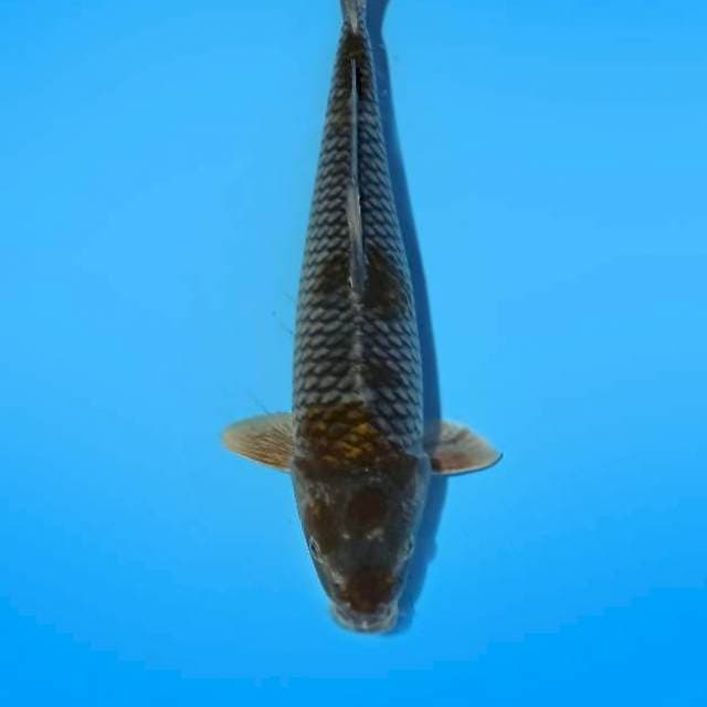 ND OCHIB TWO 33CM