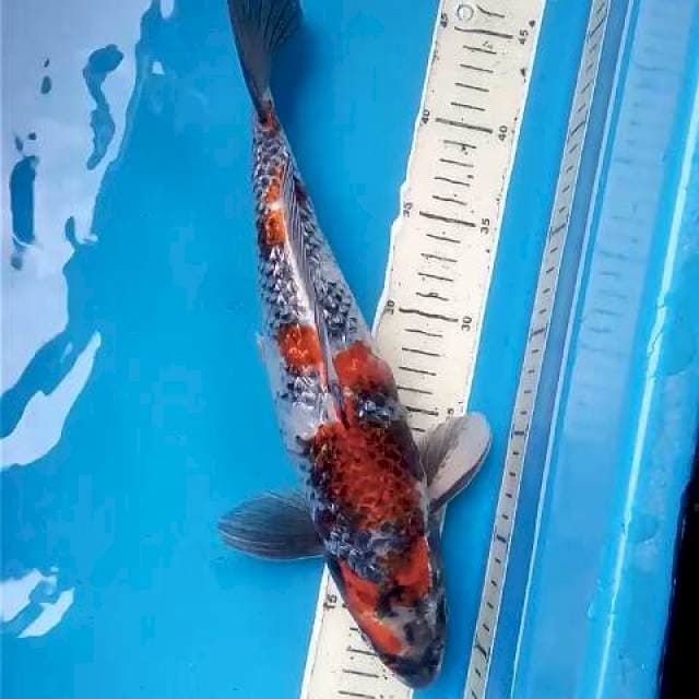 Kin Showa Ginrin ~35