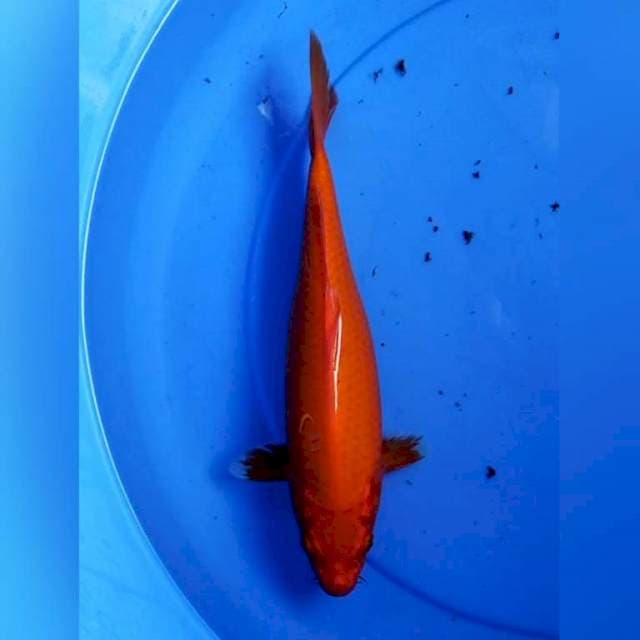 Aka hajiro 28 cm