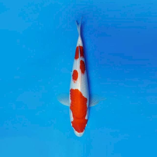 HANAKO - KOHAKU ®