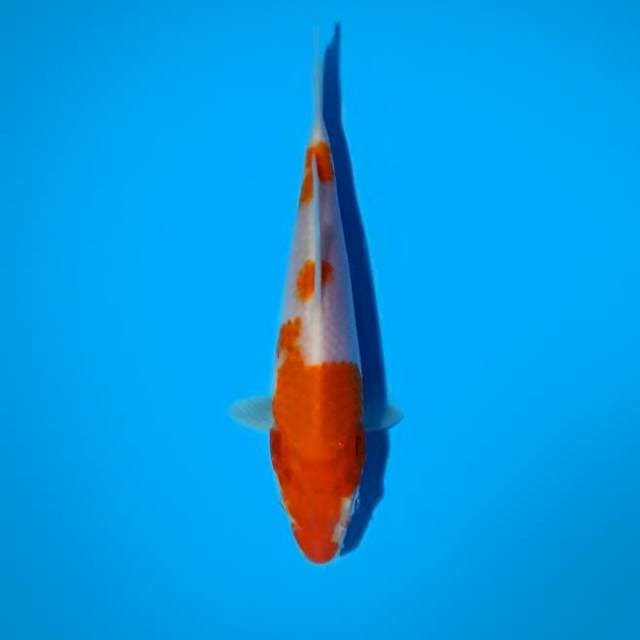 Kohaku 18cm