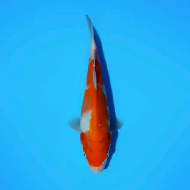 Kohaku 20cm