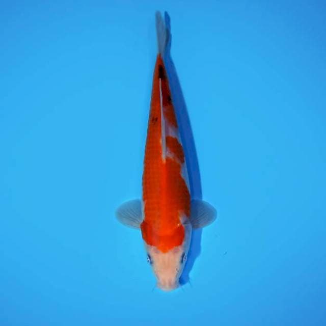 Kindai 23cm