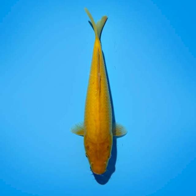 CHEESE FISH 01