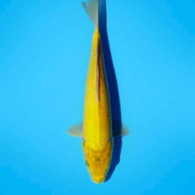 CHEESE FISH 03