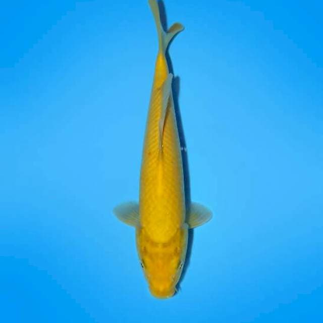 CHEESE FISH