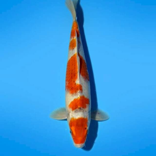 Kawari 33cm