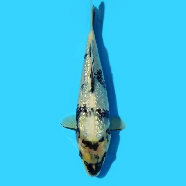 ND GINRUIN 22CM