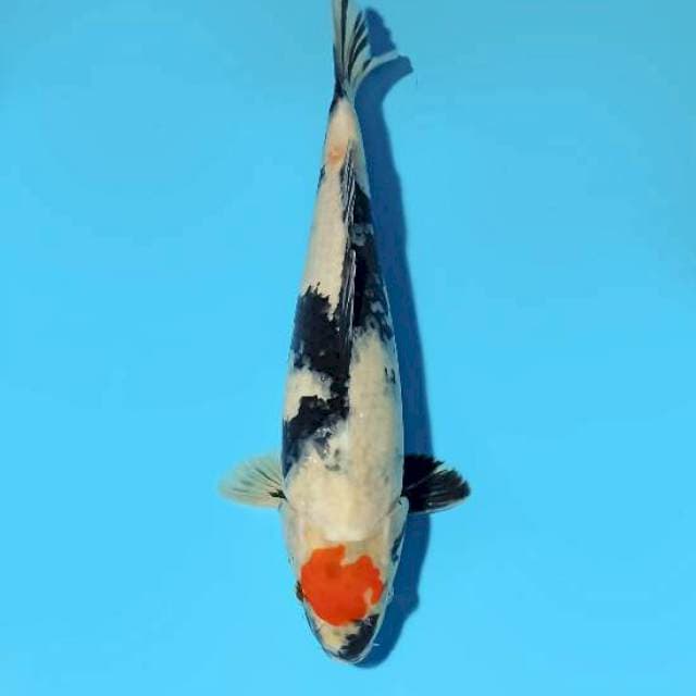 ND TANSHO 36CM