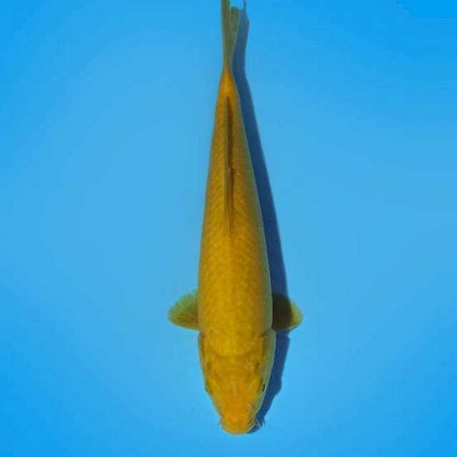 Karashi 31 cm