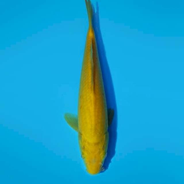 Karashi 29 cm