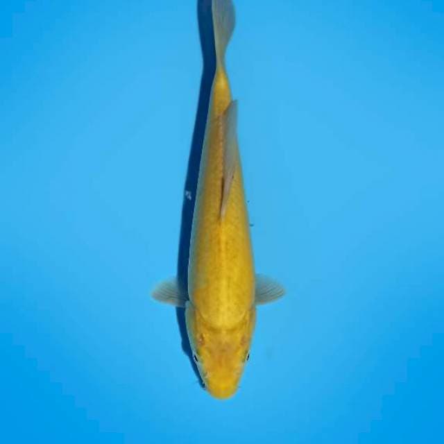 Karashi 31 cm