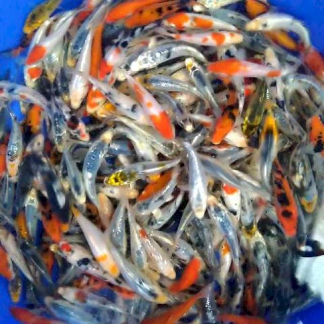 Mix koi 10-12 cm 250 ekor
