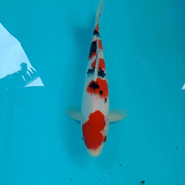 Sanke, 31 cm