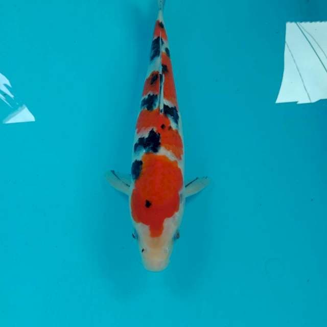 Sanke, 29 cm