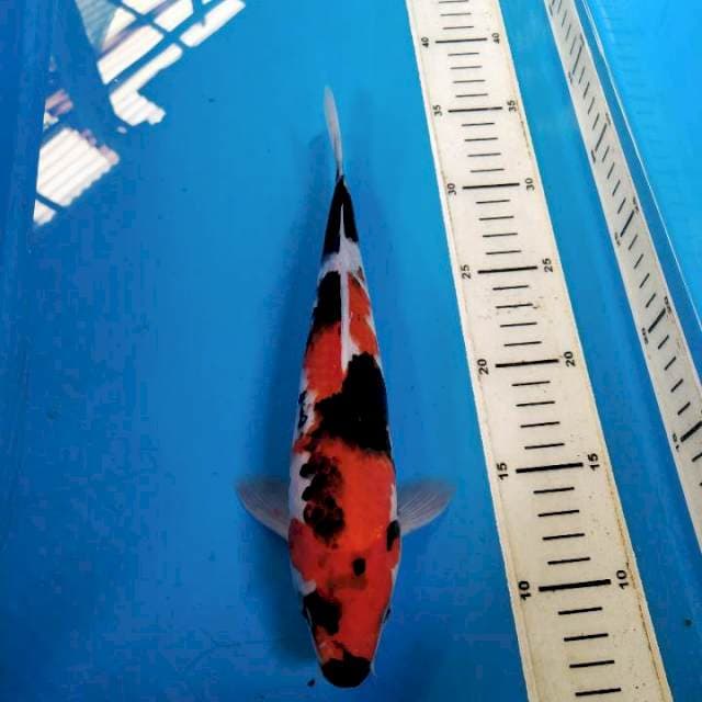 SHOWA SANSOKU