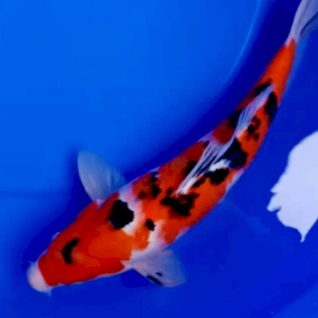 37cm SANDAN SANKE