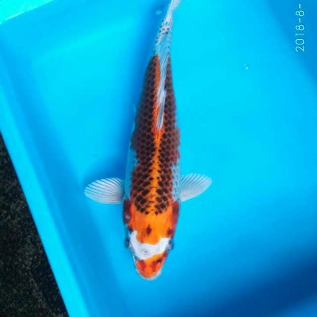 KUJAKU 32 CM