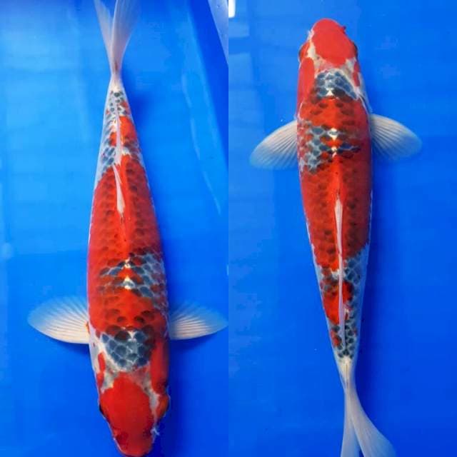 RED GOSHIKI 31cm