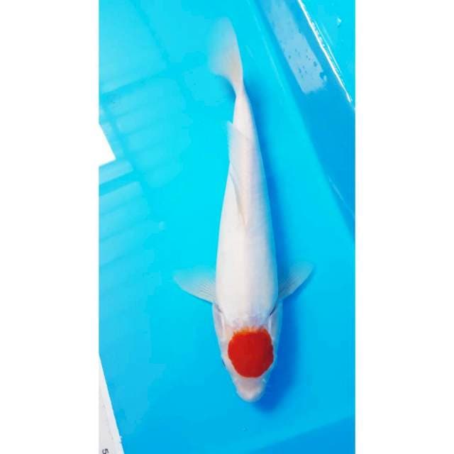 TANCO 28cm