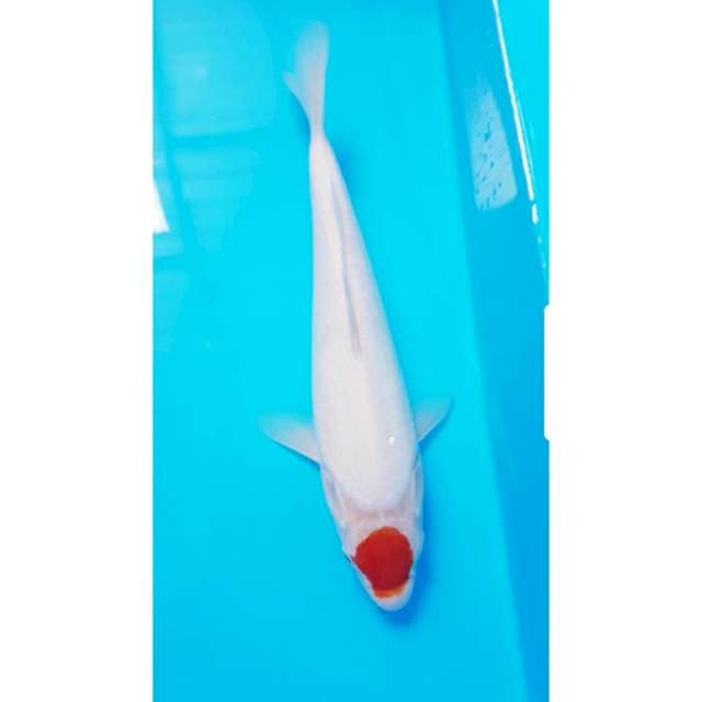 TANCO 27cm