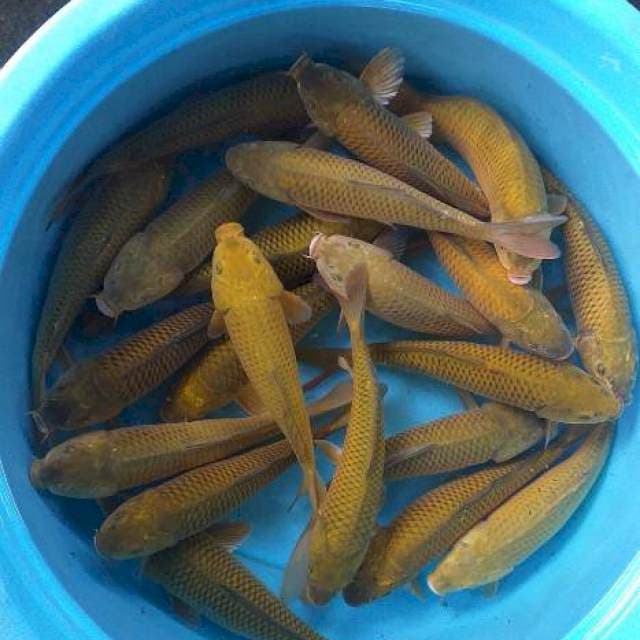 Mix caghoi midhori 15 ekor