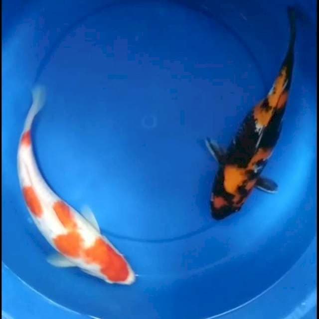 Hi showa 30cm, kohaku 32cm