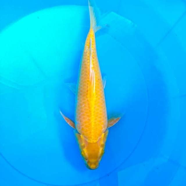 karasi 32 cm