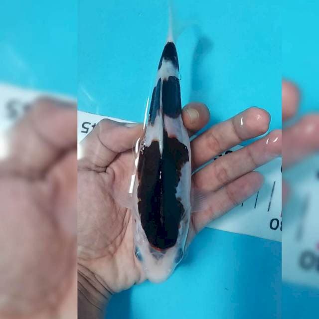 Budho goromo siip 18cm