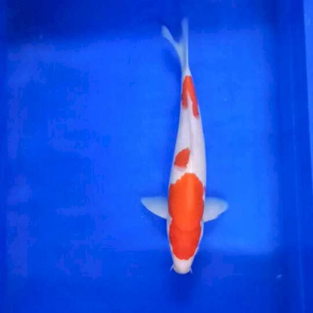 Kohaku 34 cm