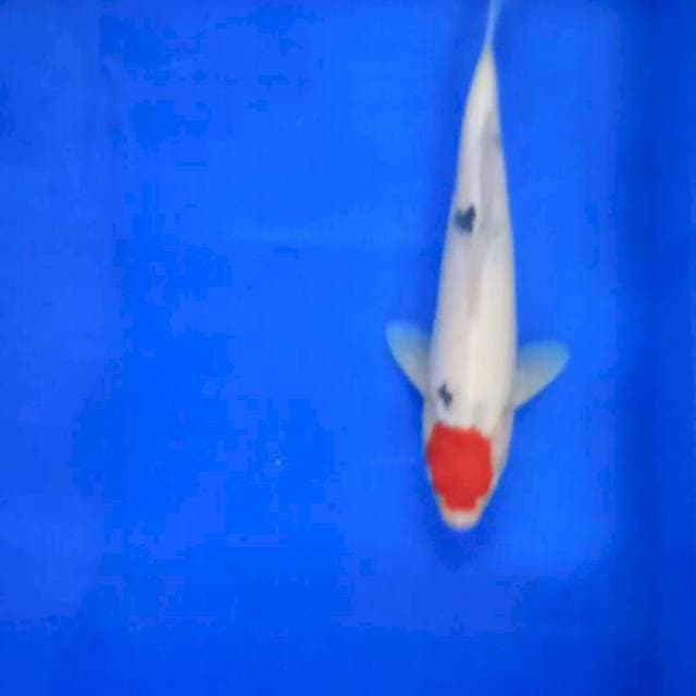 Tancho sanke ori size 30 cm
