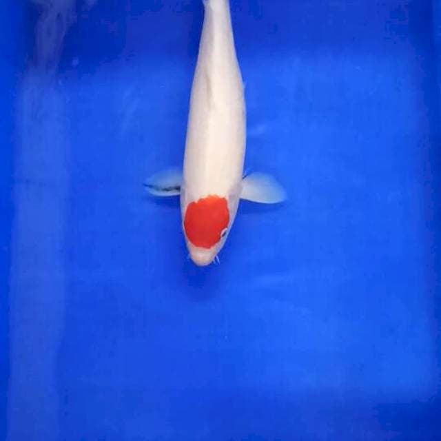 Tancho kohaku ori size 35 cm