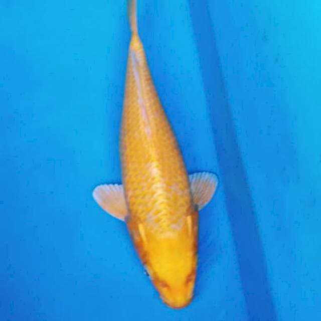 YAMABUKI OGON 27 cm