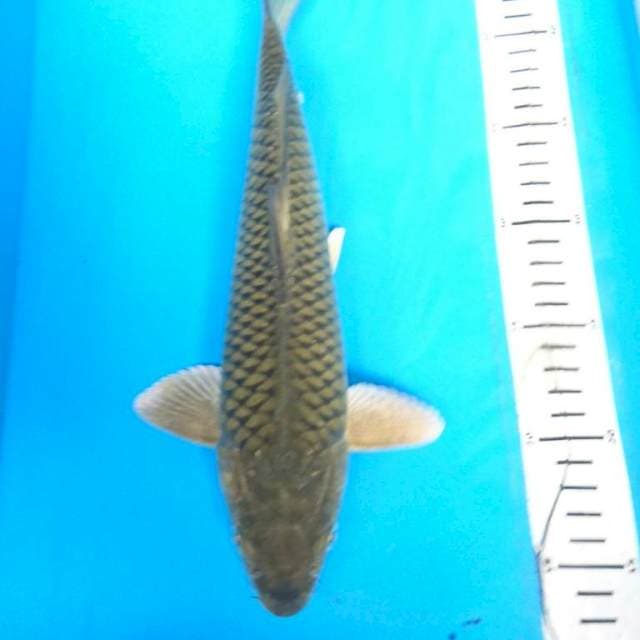PENJINAK KOLAM 32 cm