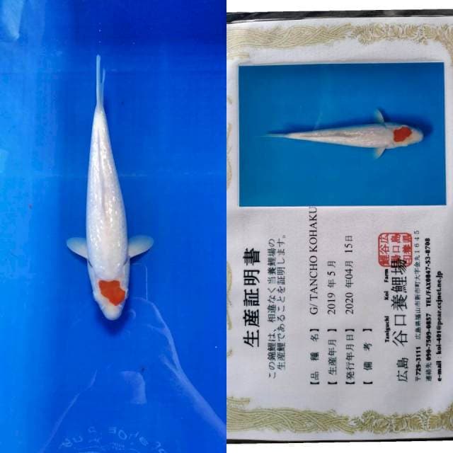 Tancho gingrin taniguchi