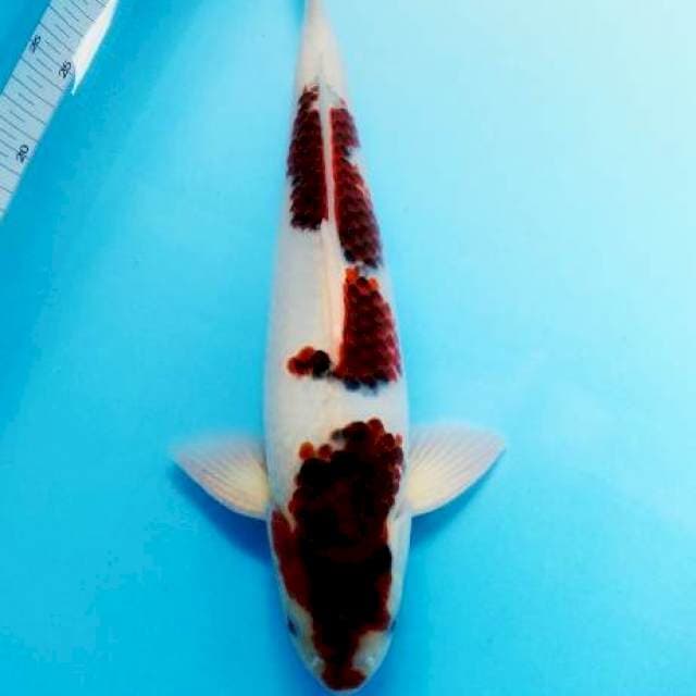 Goromo male 45CM JMB