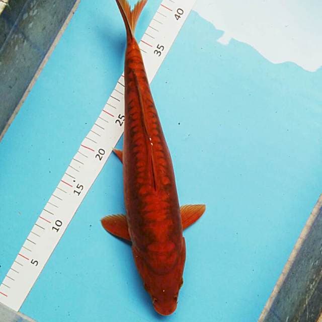 Chagoi aragoke 40cm male