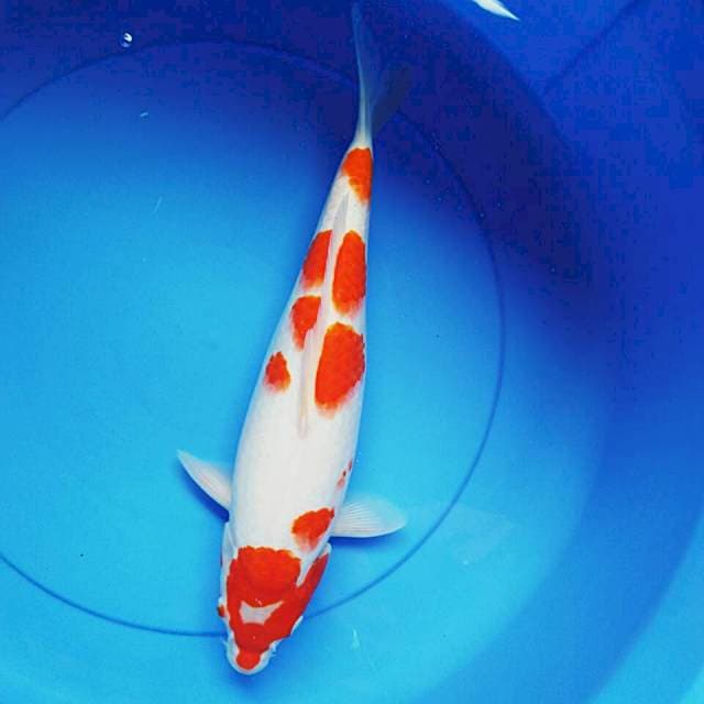 Kohaku punuk 37cm