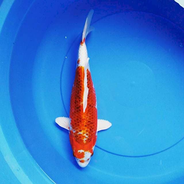 Strong kujaku 35cm