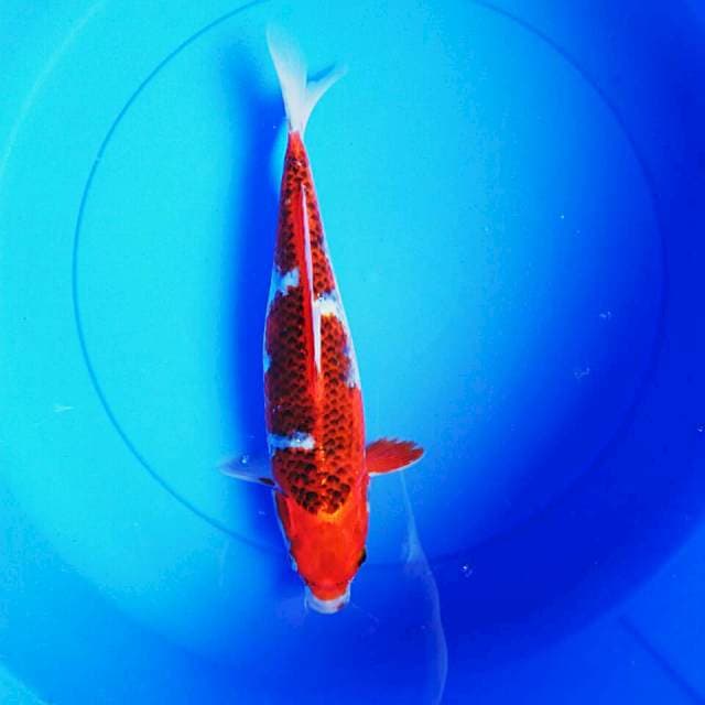 Reddish goshiki 32cm