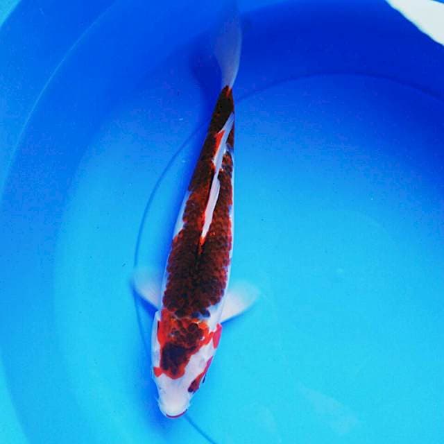 Budho goshiki 33cm