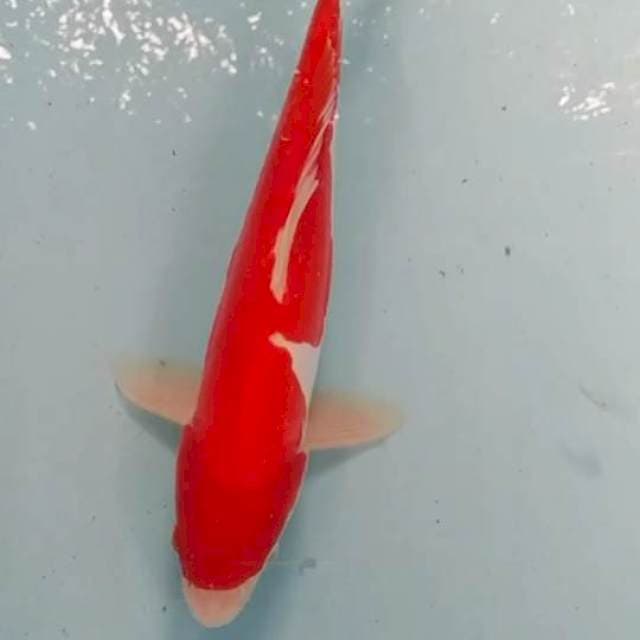 Kohaku merah delima 33cm