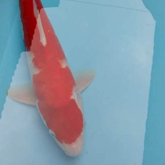 Kohaku montok merah jos 30up