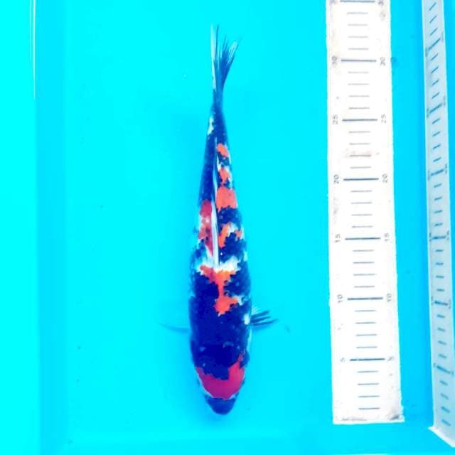 Mariten*30cm ciamix