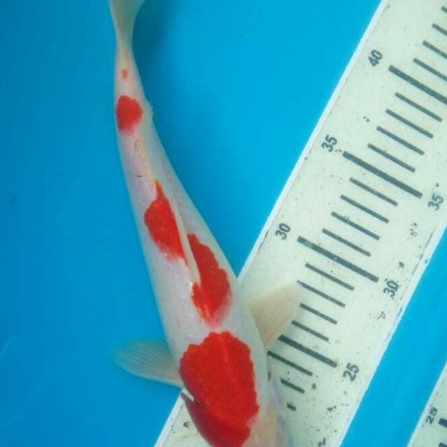 Kohaku orii