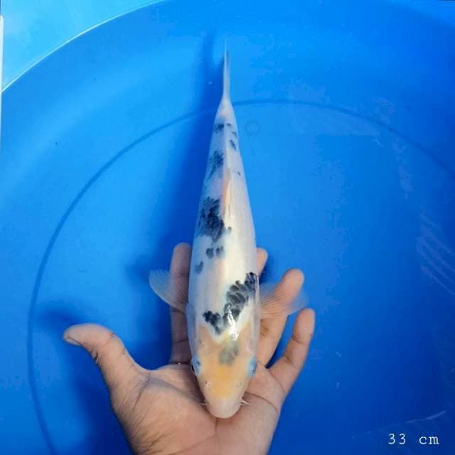 Shiro tategoi 33 cm