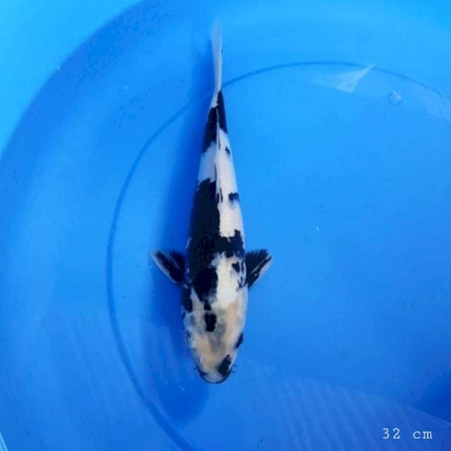 Shiro utsuri 32 cm