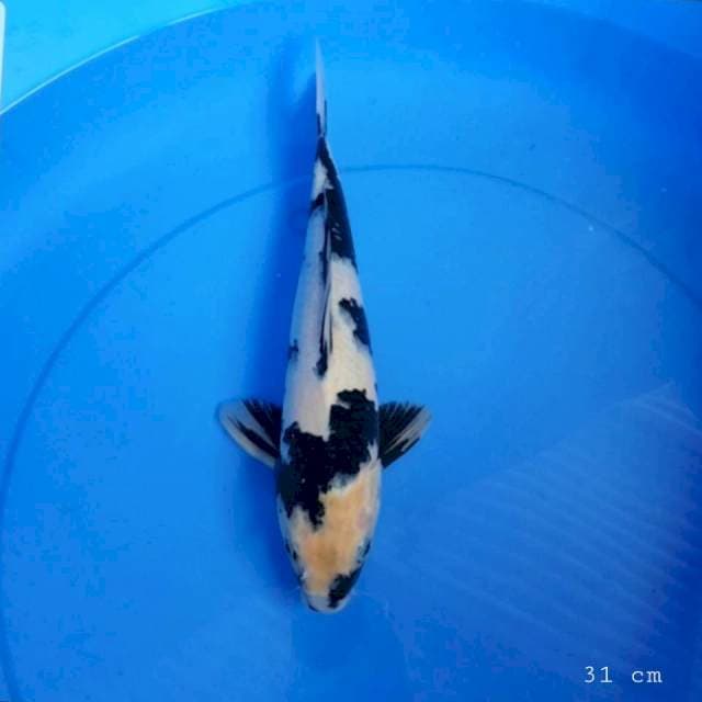 Shiro utsuri 31 cm